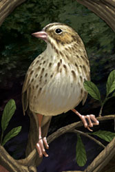 The Thrush